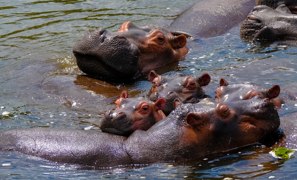 Family of hippos swimming together